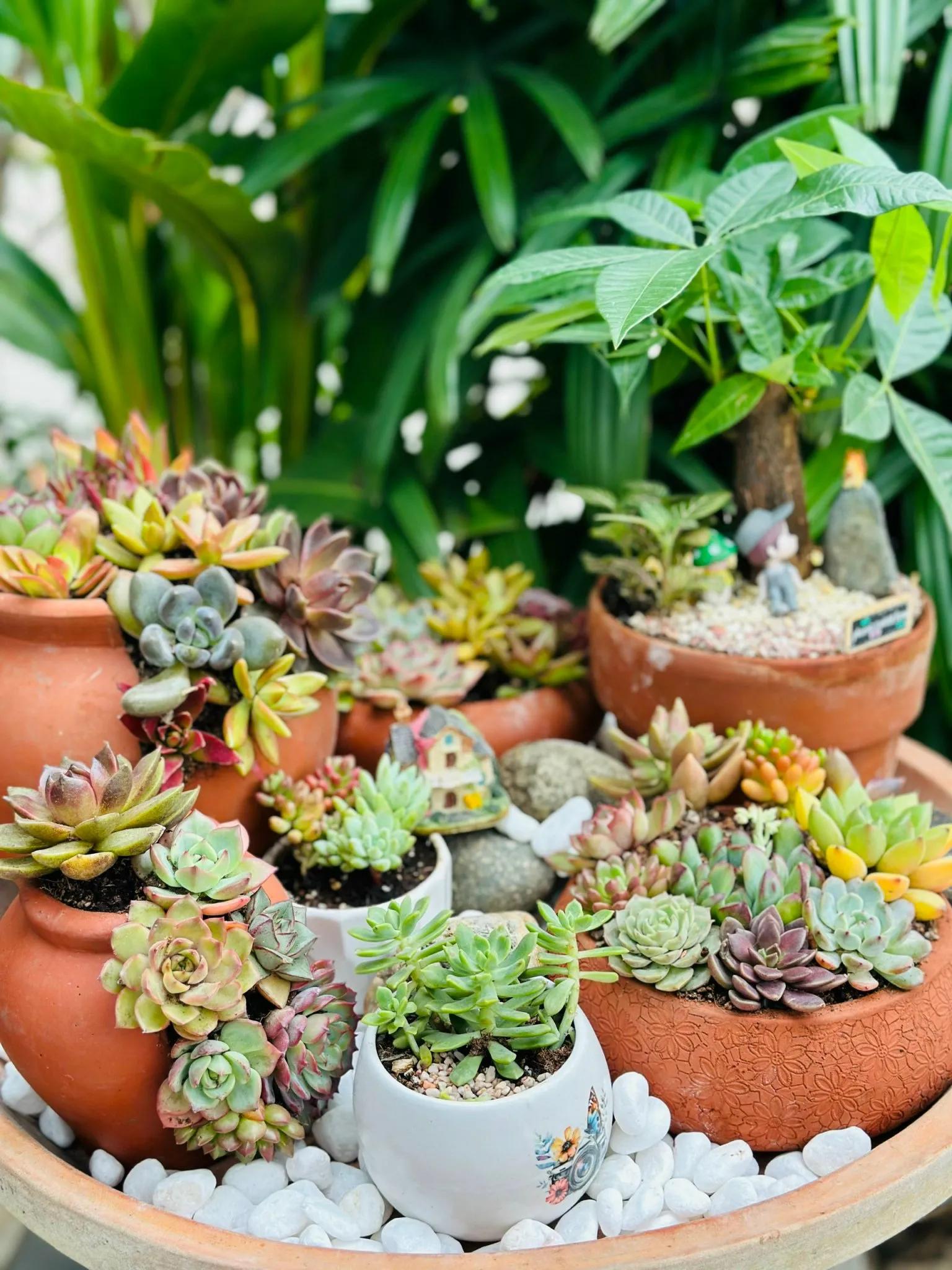 WORKSHOP "A LITTLE GARDEN" - NHÂN DỊP TRUNG THU TỰ TAY TẠO NÊN KHU VƯỜN NHỎ CỦA RIÊNG BẠN