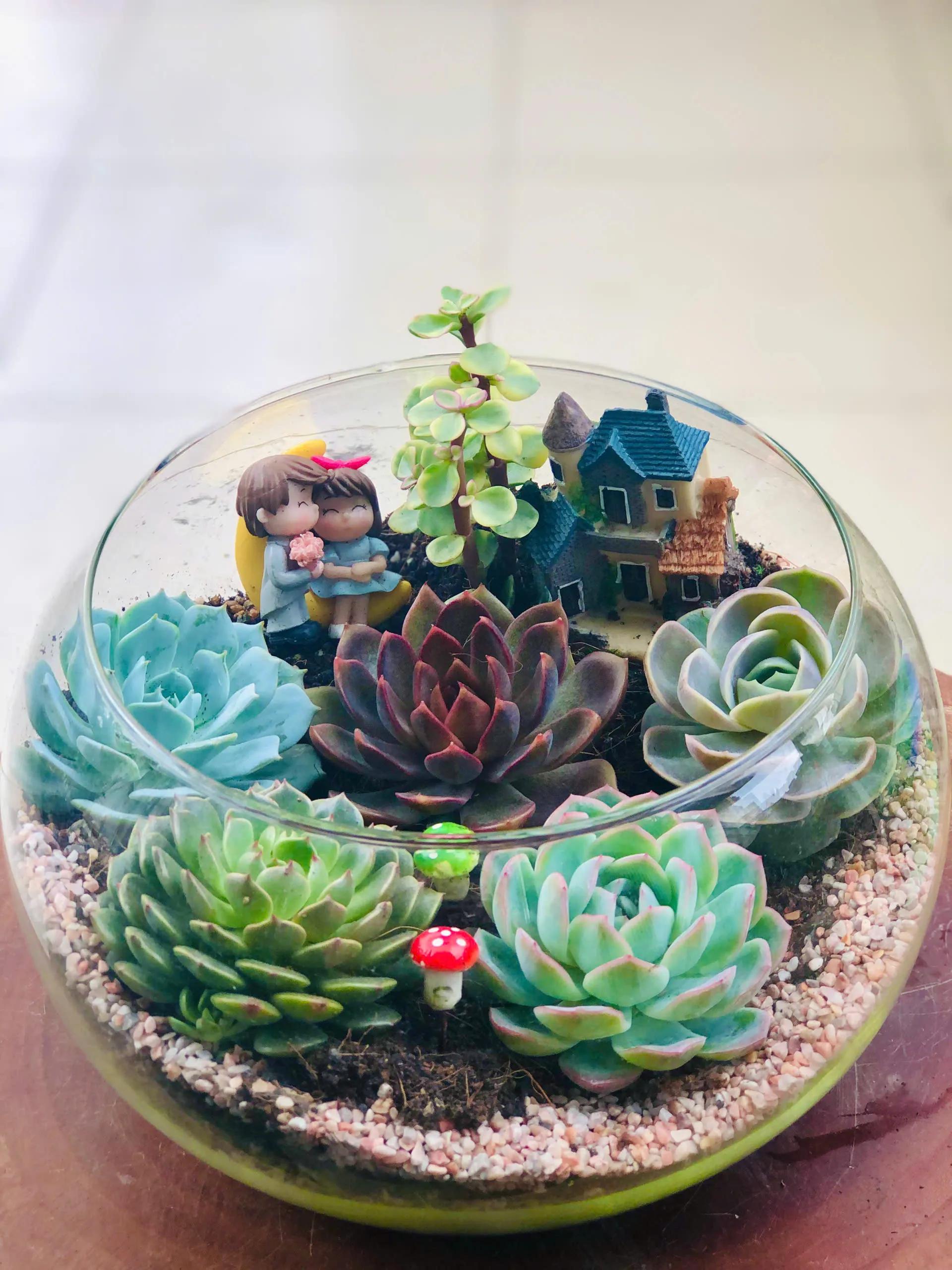 CÁCH CHĂM SEN ĐÁ MÙA MƯA 