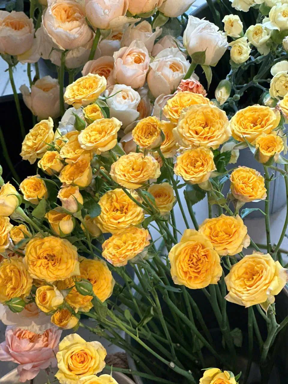 Hoa hồng mang ý nghĩa như thế nào trong dịp đầu năm mới